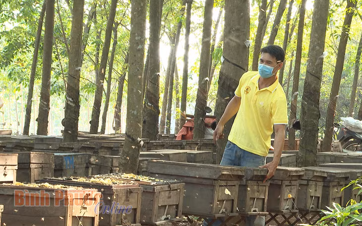 Anh Phạm Đình Sinh kiểm tra các thùng ong trong vườn cao su ở xã Tân Lập, huyện Đồng Phú.