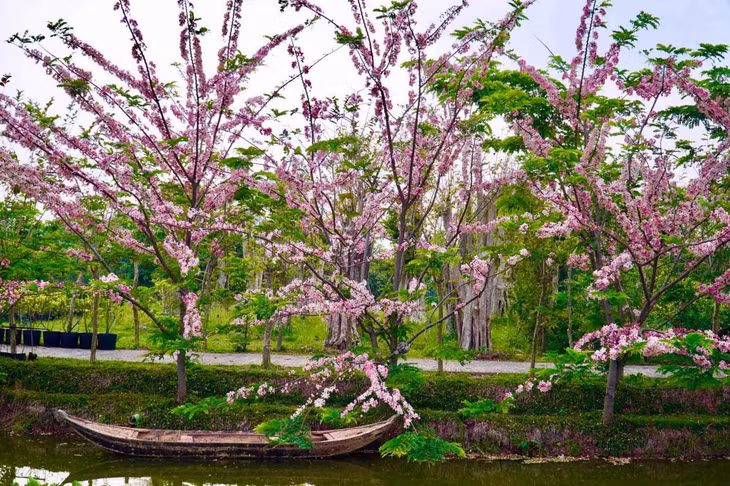 Chú Quế dự tính sẽ tiếp túc nhân giống loại hoa này phục vụ du khách. Ảnh: Khương Nhựt Minh