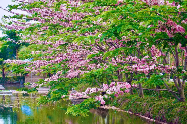 Hoa được trồng ven bờ ao, soi bóng nước tạo nên không gian lãng mạn. Đây là lần đầu tiên loài hoa “độc lạ” này nở rộ tại làng hoa Sa Đéc nói riêng cũng như khu vực Tây Nam Bộ nói chung. Ảnh: Khương Nhựt Minh