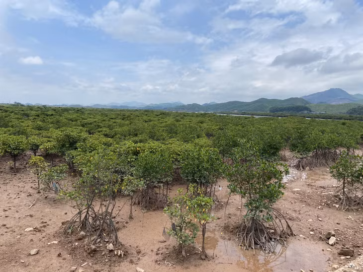 Rừng ngập mặn, bảo vệ đê điều, ứng phó với biến đổi tại xã Đồng Rui (huyện Tiên Yên).