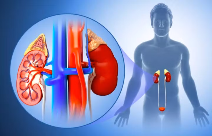 Thận là cơ quan nội tạng quan trọng hàng đầu trong cơ thể. (Ảnh minh họa)