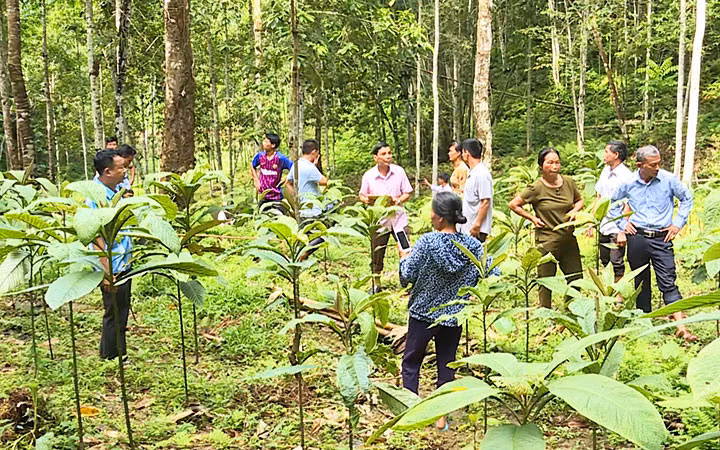 Chăm sóc cây sa chi trồng ở xã Hùng Mỹ, huyện Chiêm Hóa, tỉnh Tuyên Quang. (Ảnh: HẢI CHUNG)