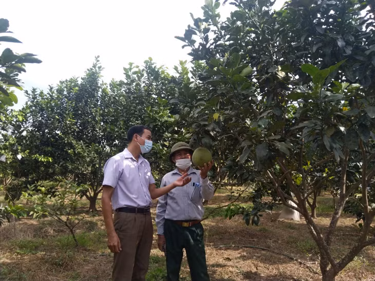 Cán bộ HND TP Hạ Long trao đổi với hội viên về phát triển mô hình trồng bưởi da xanh.