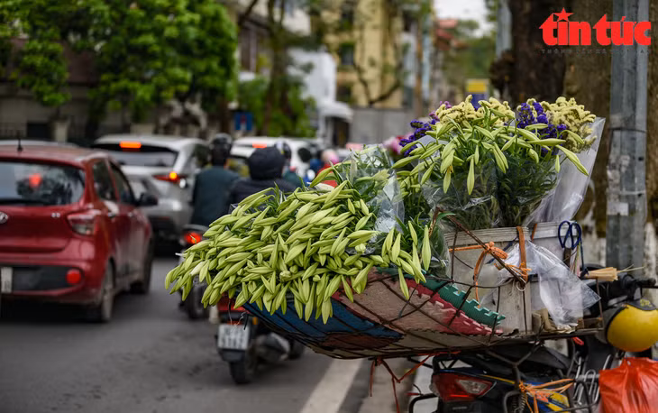 Những người bán hàng trên đường Thanh Niên và Thuỵ Khuê cho biết, giá hoa đầu mùa khá cao nên các tiểu thương cũng không nhập nhiều.