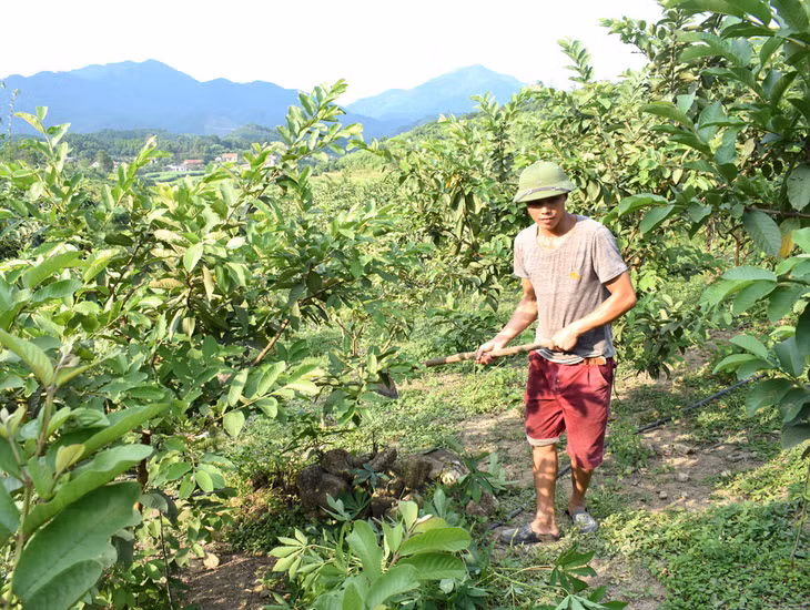 Anh Đặng Văn Sồi, thôn Khe Mằn, xã Đồn Đạc là một trong những người đầu tiên của huyện Ba Chẽ viết đơn xin ra khỏi hộ nghèo để tự thân vươn lên
