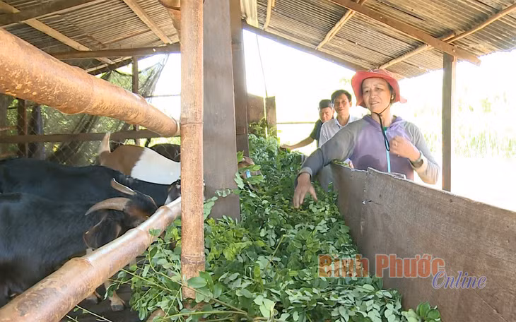 Nông dân xã Lộc Hiệp, huyện Lộc Ninh phát triển kinh tế từ mô hình trồng tiêu kết hợp nuôi dê