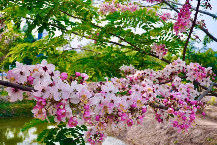 Chú Quế, chủ khu du lịch vườn hồng Tư Tôn cho biết đây là giống hoa anh đào nhiệt đới, khi ra bông lá sẽ rụng, tạo nên những mảng hoa hồng phớt. Ảnh: Khương Nhựt Minh
