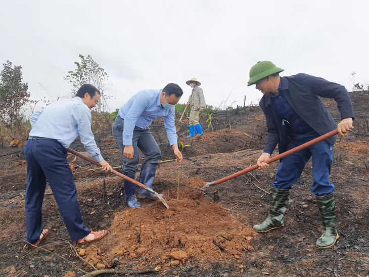 Địa điểm trồng Trong đó huyện Tiên Yên trồng 11.000 cây trên diện tích 12ha tại thôn Thủy Cơ, xã Tiên Lãng; huyện Bình Liêu trồng 12.000 cây trên diện tích 12ha tại bản Làng, xã Vô Ngại.