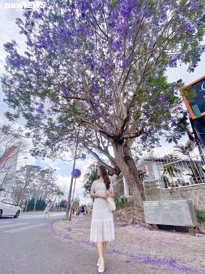 "Mỗi mùa Đà Lạt sẽ có một loài hoa nở và có những nét đẹp riêng song mình cảm thấy thu hút nhất vẫn là mùa phượng tím. Mùa này dạo trên những cung đường Đà Lạt, nơi nào mình cảm thấy lãng mạn và nên thơ", du khách tới từ TP HCM chia sẻ.