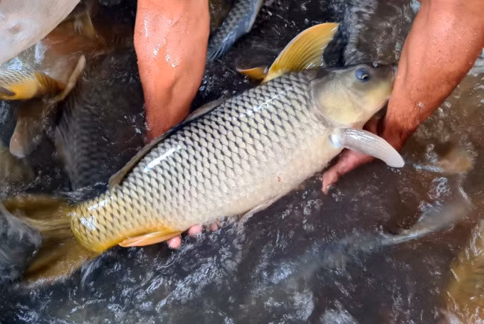 Cá chép giòn nuôi trong bè của ông Dũng lúc thu hoạch. Ảnh: Nguyên Anh
