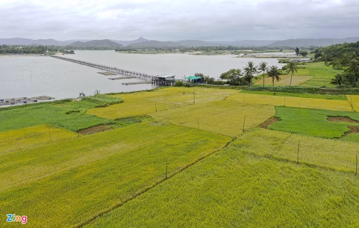 Cầu gỗ Ông Cọp bắc qua sông Phú Ngân, nối liền xã An Ninh Tây, huyện Tuy An với phường Xuân Đài, thị xã sông Cầu (Phú Yên). Từ lâu, chiếc cầu này nổi tiếng với vẻ đẹp độc đáo, trở thành điểm đến thú vị, hấp dẫn du khách đến tham quan, chụp ảnh lưu niệm.