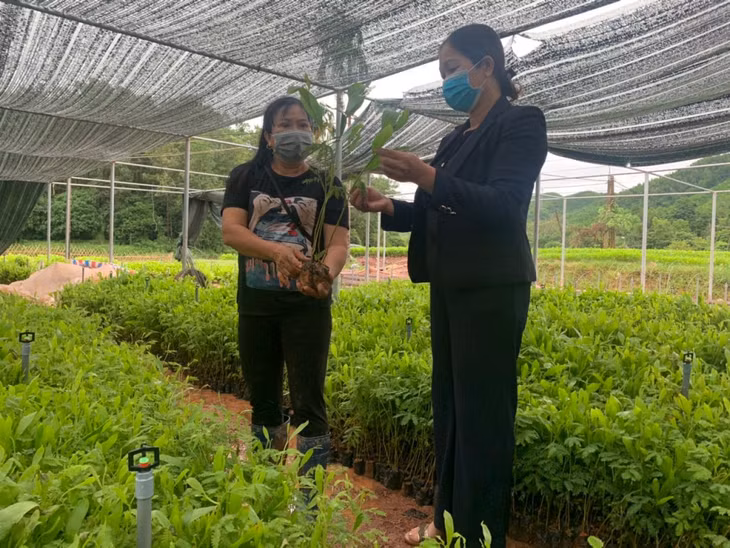 Cán bộ Hội Nông dân xã Tiên Lãng, huyện Tiên Yên (bên phải) hướng dẫn người dân ươm giống cây keo.