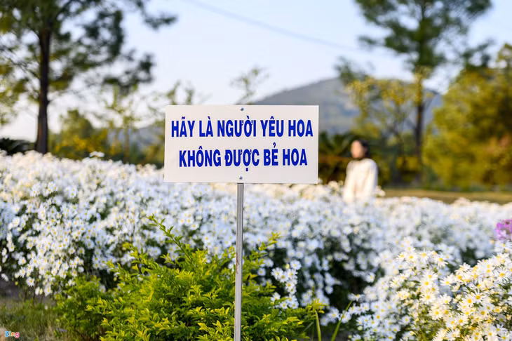 Cuc hoa mi, Ho Yen Trung, Uong Bi, Quang Ninh, chup anh, vuon hoa, rung thong, Da Lat thu nho anh 5