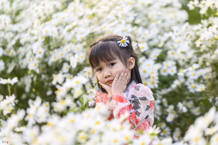 Cuc hoa mi, Ho Yen Trung, Uong Bi, Quang Ninh, chup anh, vuon hoa, rung thong, Da Lat thu nho anh 7