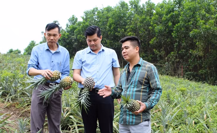 Mô hình trồng dứa của hộ anh Đỗ Xuân Lịch (ngoài cùng, bên phải), thôn Lục Phủ, xã Bắc Sơn, TP Móng Cái cho thu nhập 200 triệu đồng/vụ.