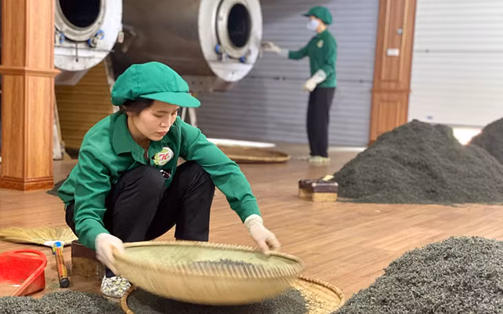 Chế biến chè tại Hợp tác xã Chè Tân Cương Hảo Đạt (Thái Nguyên). Ảnh: SƠN HÀ