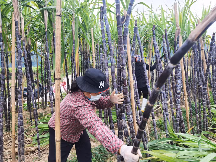 Người dân Sơn Dương thu hoạch mía.