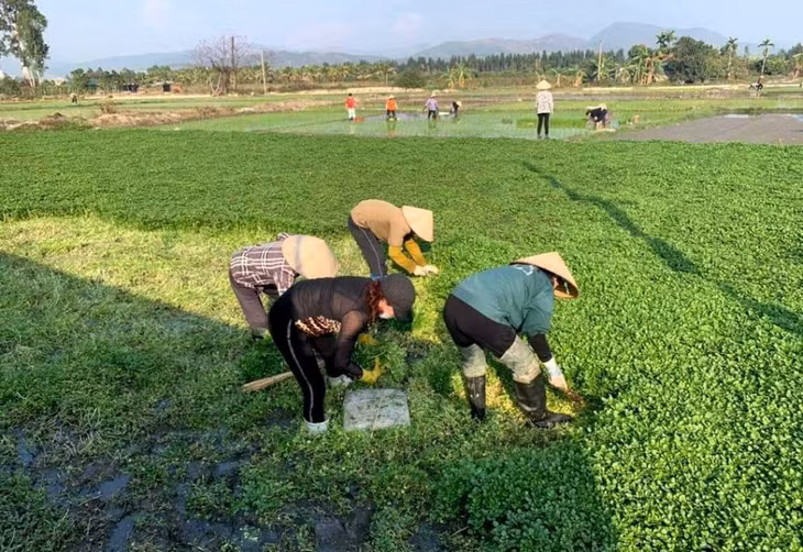 HND phường Quang Trung (TP Uông Bí) hỗ trợ tiêu thụ rau cho HTX Rau an toàn Đồng Nối.