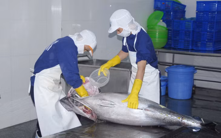 BIDIFISCO xuất khẩu cá ngừ đại dương nguyên con sang thị trường Nhật Bản. (Ảnh: VASEP)
