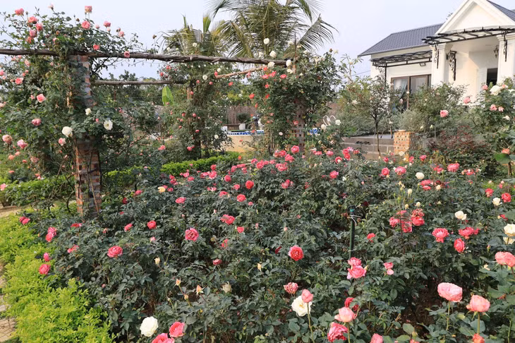 Ngôi nhà ngoại ô phủ kín 3.000 gốc hoa hồng đẹp như resort của gia đình Hà Nội
