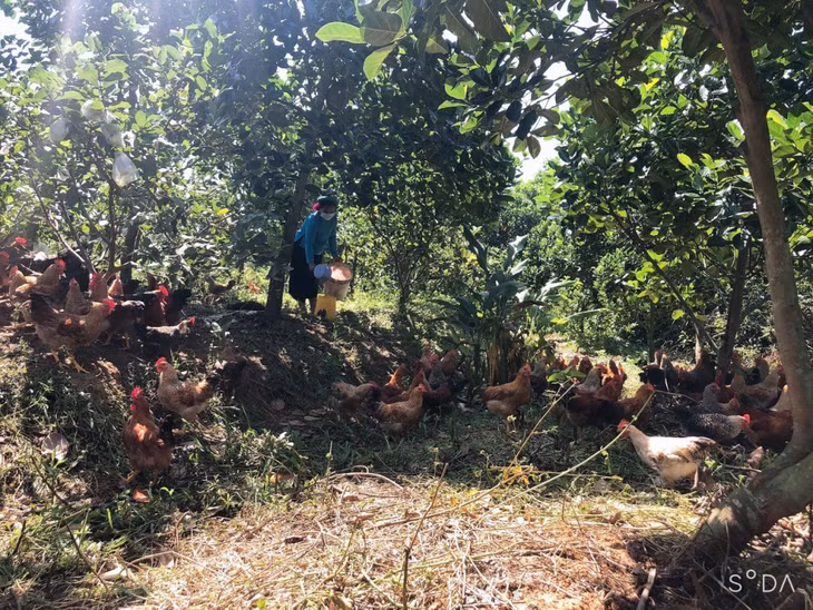 Cùng với hỗ trợ xây nhà mái ấm tình thương, Hội LHPN huyện còn tích cực hỗ trợ hội viên phát triển kinh tế, nâng cao đời sống.