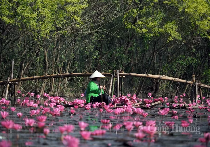 Những bông hoa súng đã tạo điểm nhấn cho suối Yến.