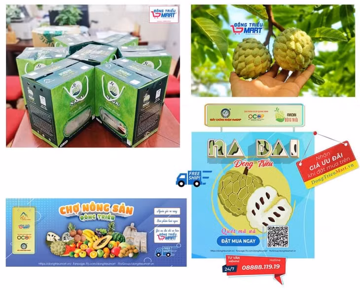 HND TX Đông Triều phối hợp với các ngành chức năng thu thập thông tin, hướng dẫn người dân tiêu thụ nông sản trên sàn thương mại điện tử Dongtrieumart.