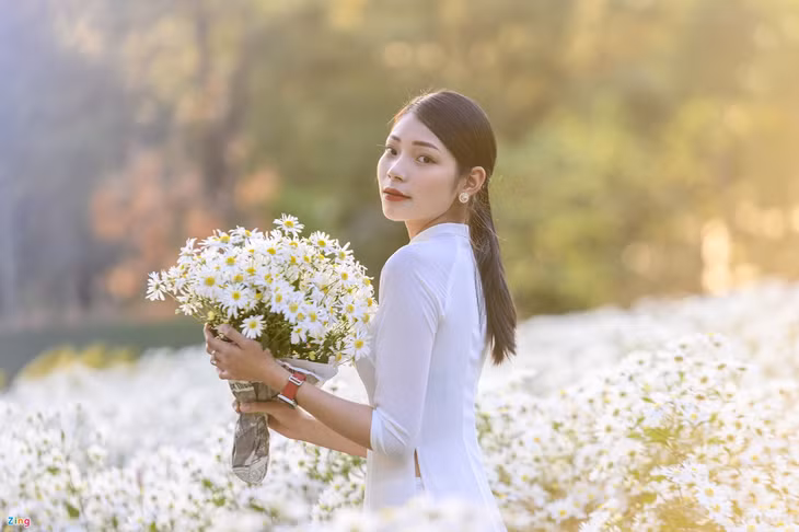 Cuc hoa mi, Ho Yen Trung, Uong Bi, Quang Ninh, chup anh, vuon hoa, rung thong, Da Lat thu nho anh 6