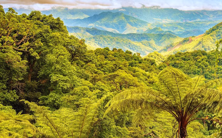Một góc rừng nguyên sinh Phong Nha-Kẻ Bàng.