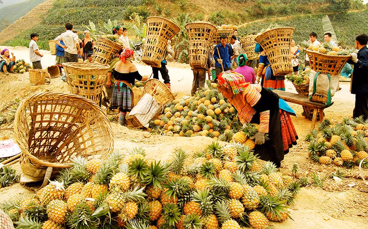 Người dân xã Bản Lầu (huyện Mường Khương, tỉnh Lào Cai) thu hoạch dứa. Ảnh: QUỐC HỒNG