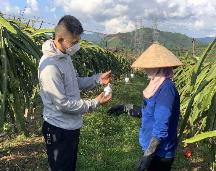 Cán bộ Trung tâm Khuyến nông tỉnh hướng dẫn hộ dân sử dụng đèn led trong trồng thanh long trái vụ tại TP Uông Bí.