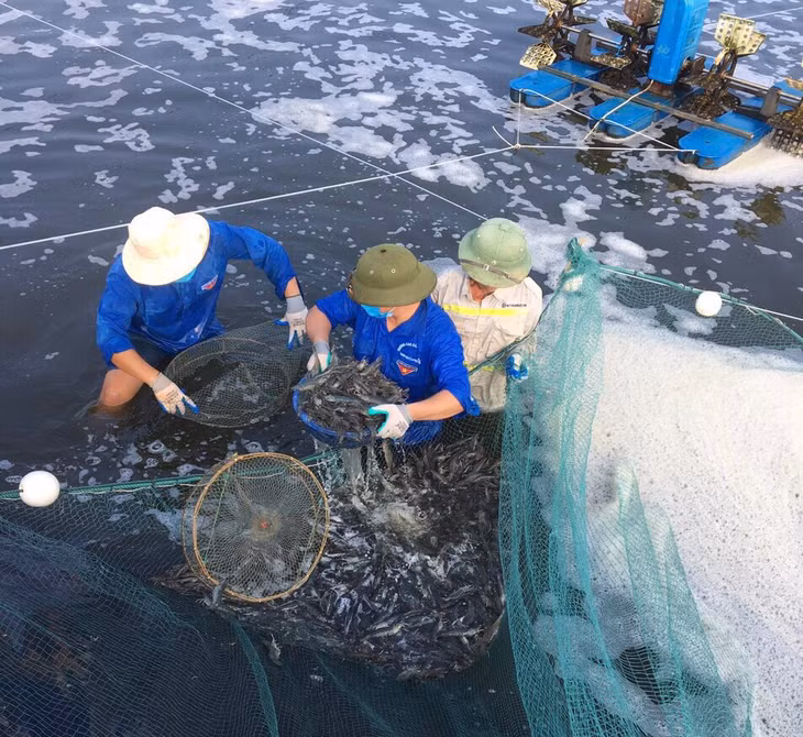 Mô hình nuôi thâm canh tôm thẻ chân trắng hai giai đoạn bằng công nghệ Semi - Biofloc gắn với tiêu thụ sản phẩm tại TX Quảng Yên cho sản lượng 20 tấn/ha.