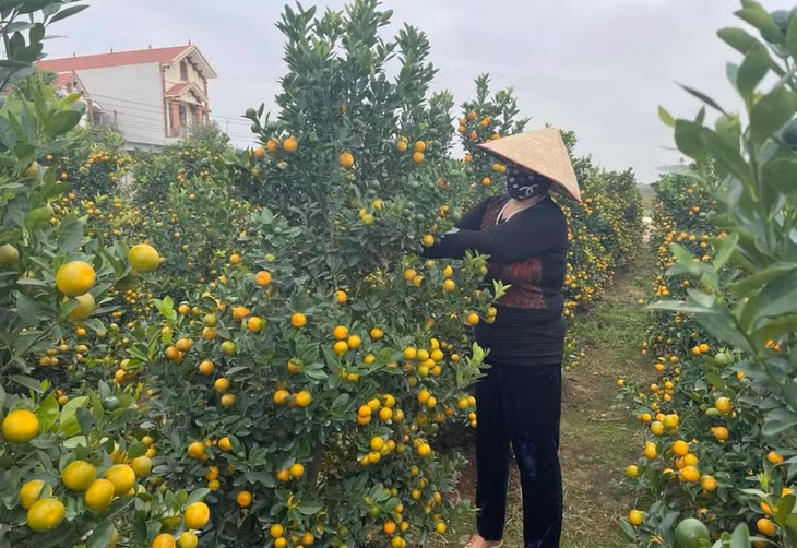 Bà Nguyễn Thị Miều, thôn Đồng Đò, chăm sóc cây quất chuẩn bị bán Tết.