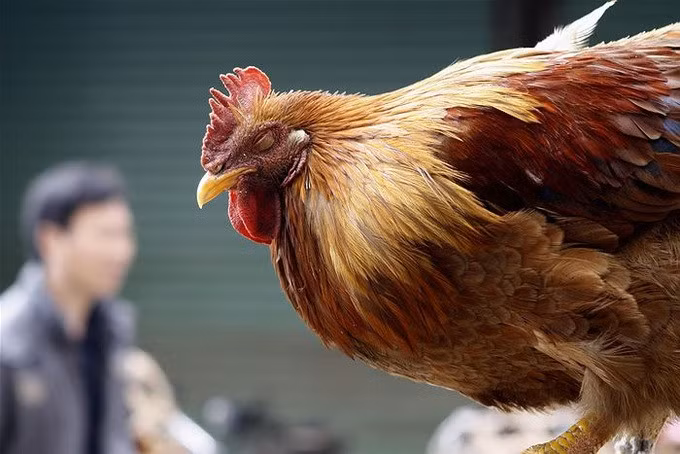 Cúm A(H5N1) là một chủng cúm nguy hiểm, tỷ lệ tử vong có thể lên đến 60% (Ảnh minh họa: Abc).
