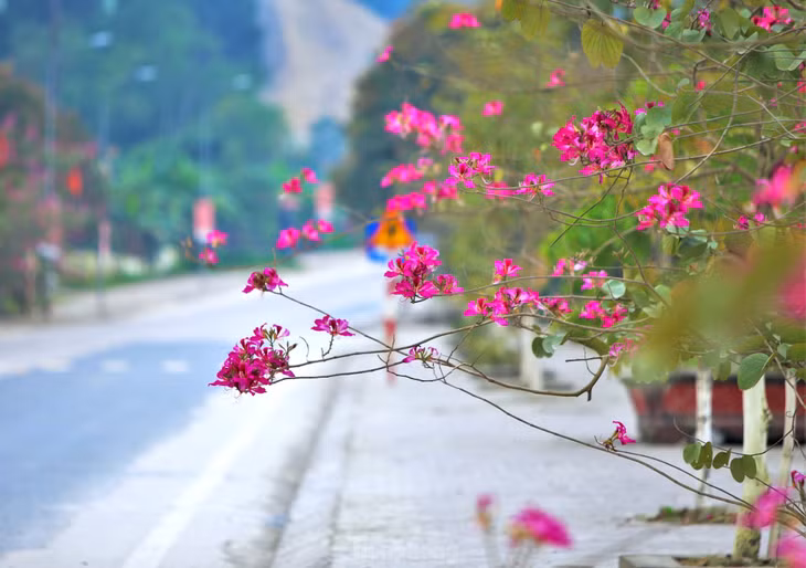 Hoa ban có nhiều loại, trong đó chủ yếu là loại hoa ban đỏ.