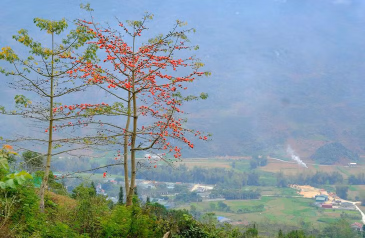 Trên đoạn đường từ xã Cán Tỷ đến xã Đông Hà của huyện Quản Bạ, bằng một cách nào đó những cây hoa gạo mọc thẳng tắp dọc triền sông Miện. Màu đỏ rực của hoa kết hợp với màu xanh của nước, xanh của cây rừng đã tạo thành một bức tranh thiên nhiên kỳ vĩ.
