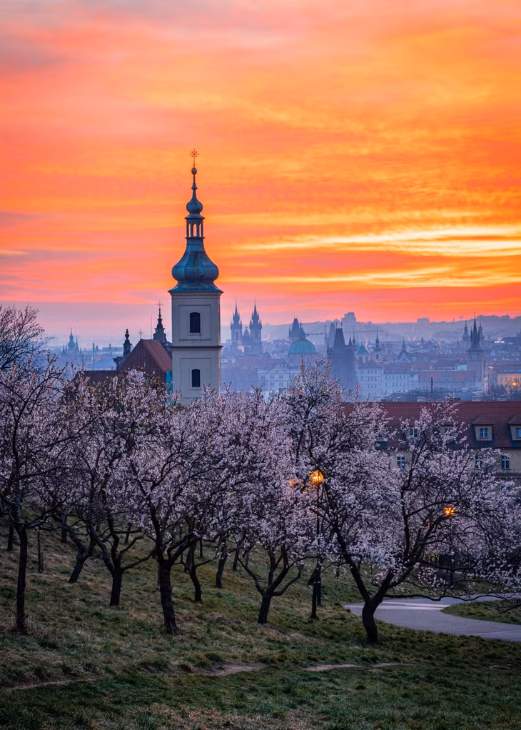 Mùa hoa anh đào ở thủ đô Praha ảnh 5