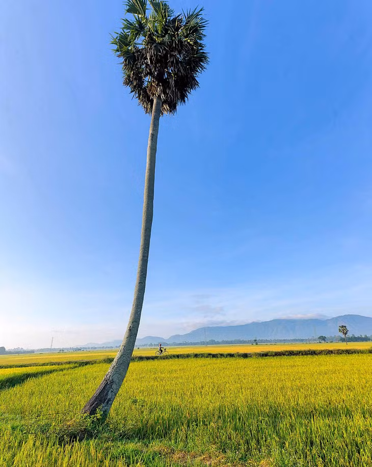 Không chỉ là điểm đến của người dân địa phương trong mùa gặt, huyện Tịnh Biên cũng thu hút rất nhiều du khách và những người yêu thích nghệ thuật đến khám phá. Ảnh: Dương Việt Anh