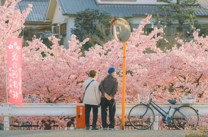 Cố đô Kyoto cũng đang phủ kín sắc hồng của hoa anh đào. Anh Thạch Long, sinh sống tại Nhật Bản, đã ghi lại những hình ảnh hoa anh đào kawazu sakura bung nở ở Yodo, Tokyo. Ảnh: Thạch Long.