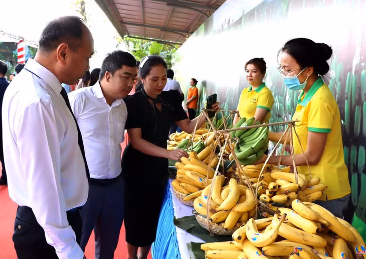 Chuối tươi Đồng Nai đang có nhiều cơ hội xuất khẩu sang thị trường Trung Quốc. Ảnh: NGUYỄN VƯƠNG