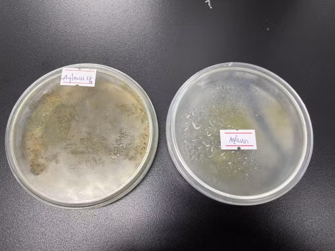 Nấm Aspergillus flavus được nhóm nuôi cấy trong phòng thí nghiệm. Ảnh: Hà An