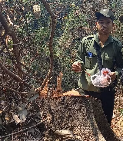 Lực lượng kiểm lâm huyện Nam Đông đánh dấu mã số đối với số cây bị cưa hạ nhằm phục vụ công tác điều tra.
