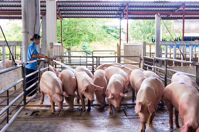 Giá lợn hơi xuống thấp, người chăn nuôi khóc dở, mếu dở - Ảnh 1.