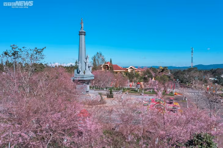 Trong tiết trời se lạnh, những bông hoa mai anh đào lại đua nhau bung nở, tô sắc hồng cho vùng đất cao nguyên Măng Đen (huyện Kon Plông, tỉnh Kon Tum).