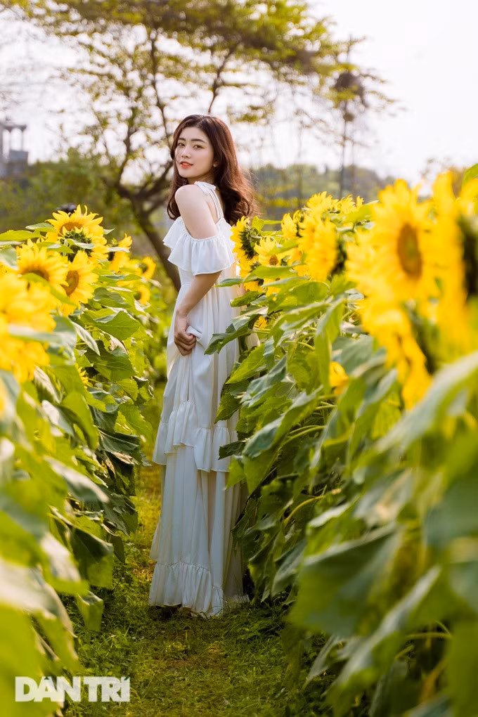 Màu trắng là phù hợp nhất với khung cảnh vườn hoa hướng dương đang nở vàng óng.