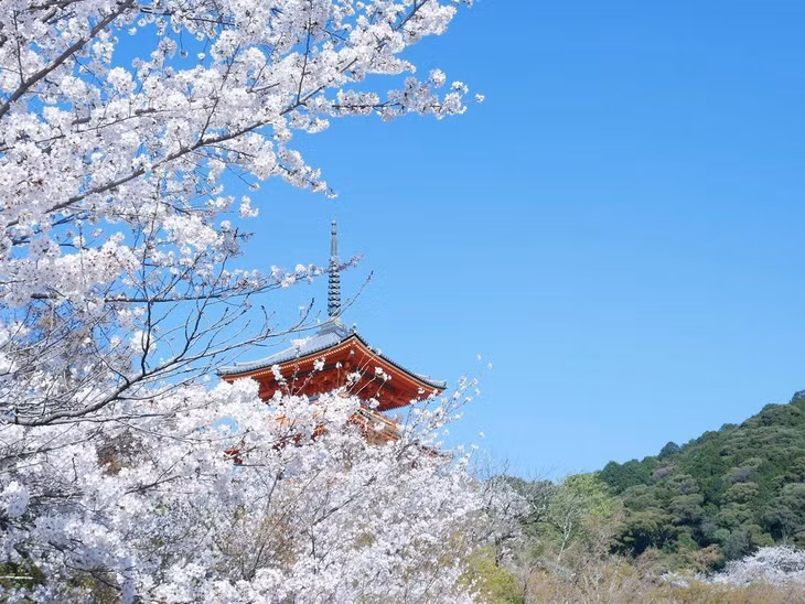 Ngôi chùa cổ Kiyomizu Dera tại Kyoto rực rỡ sắc hoa anh đào hôm 28/3. Đây là một trong số ngôi chùa còn giữ lại được từ thời kỳ Nara (năm 710 - 794). Thời điểm hoa anh đào nở rộ được coi là mùa cao điểm tham quan của du khách tại khu vực này. Ảnh: sampo.874.
