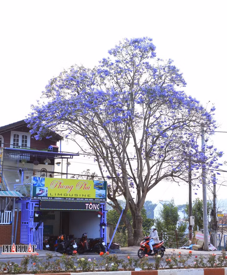 Hoa phượng tím đẹp nao lòng.