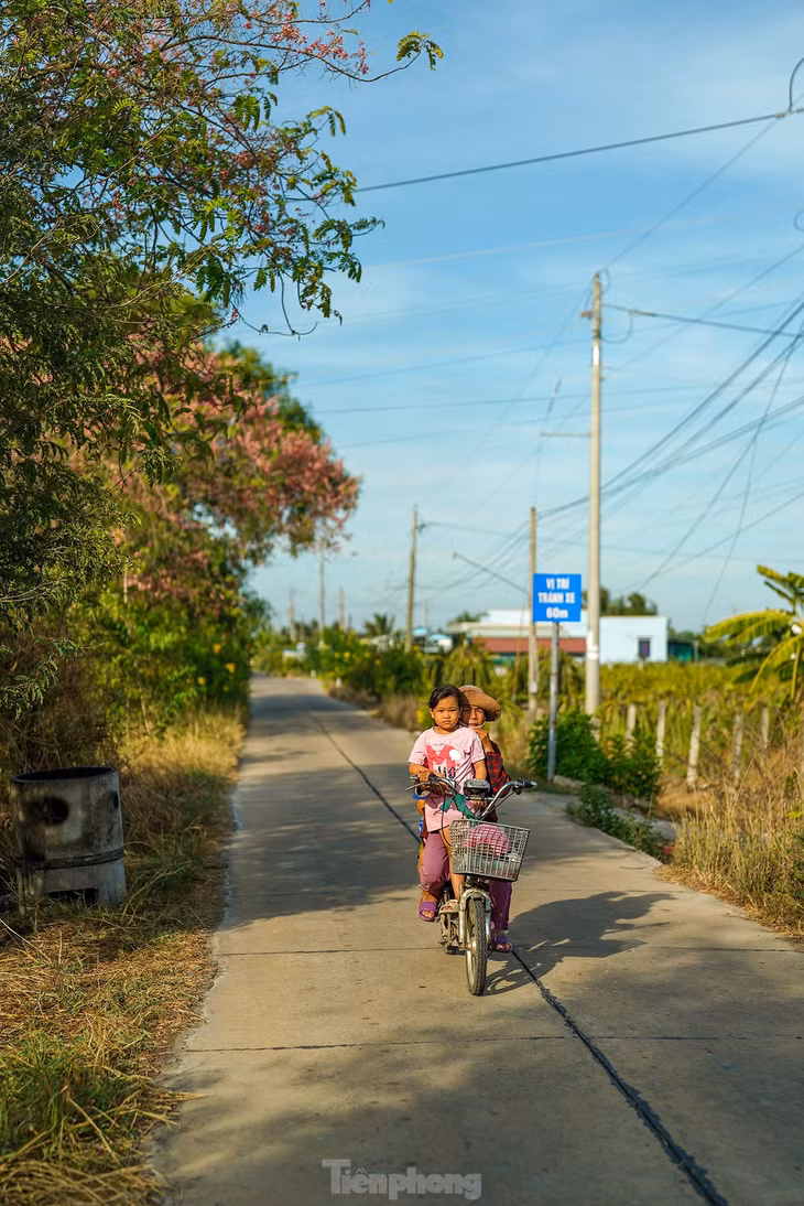 Ngoài Châu Thành (Long An), mùa này, nếu muốn ngắm hoa ô môi, du khách có thể về các huyện Cao Lãnh, Tam Nông (Đồng Tháp), Tân Châu, Tịnh Biên (An Giang)...