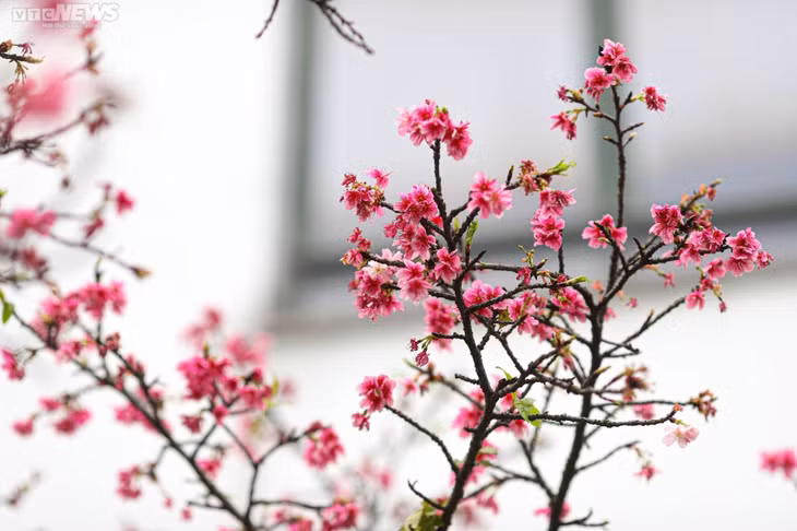 Những cây hoa anh đào Nhật Bản được trồng hơn chục năm trong khuôn viên khu ngoại giao nằm trên phố Thụy Khuê (Tây Hồ) đang bắt đầu bung nở, đẹp rực rỡ khiến ai cũng ngẩn ngơ.