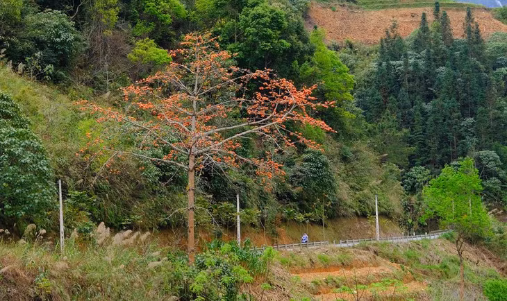 Từ TP Hà Giang đi theo Quốc lộ 4C lên với 4 huyện vùng cao núi đá (Quản Bạ, Yên Minh, Đồng Văn, Mèo Vạc) sẽ dễ dàng bắt gặp những cây hoa gạo mọc ven đường.